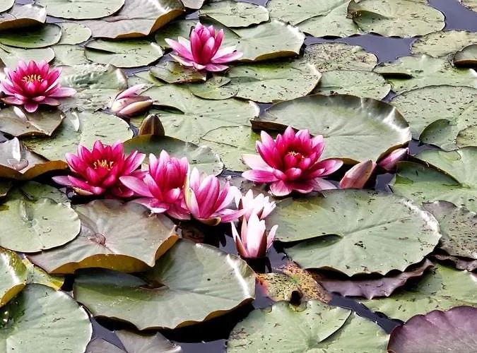 לינה וארוחת בוקר Le Calme Plessé